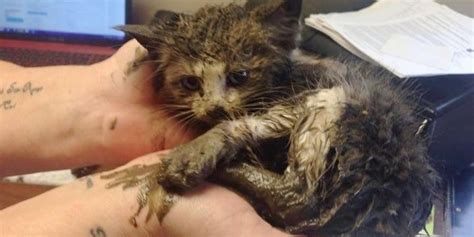Kitten Found Stuck In Mud Under Steel Is Saved By Teamwork What A