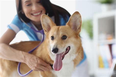 Perineal Hernia In Dogs Symptoms Causes And Treatments Dogtime