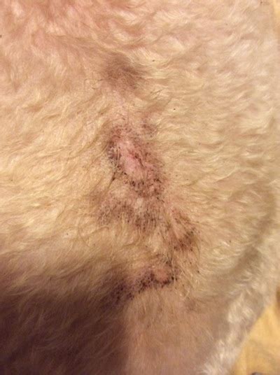 Bald Itchy Spots On A Dog With Brown Flakes Ask A Vet