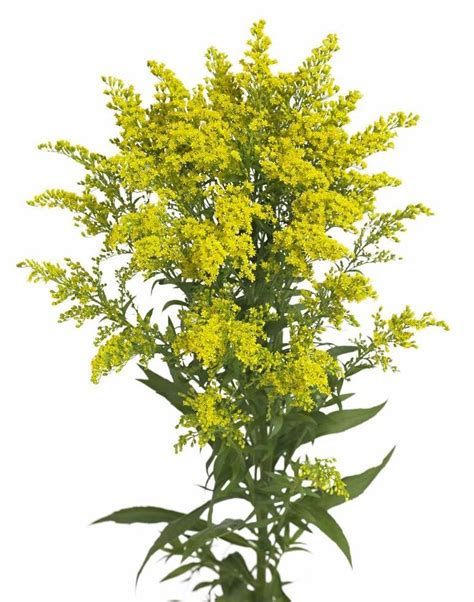 Solidago Sweety Is A Versatile Flower Usually Used As Filler For