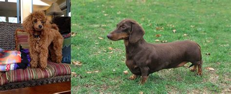 Miniature Poodle Vs Dachshund Breed Comparison Mydogbreeds