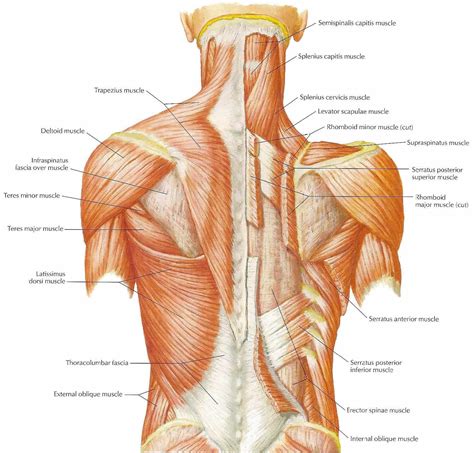 Neck Muscles Diagram