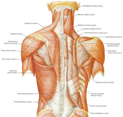 Neck Muscles Diagram Modernheal Com