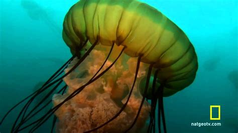 Sea Nettle Jellyfish Birth Youtube