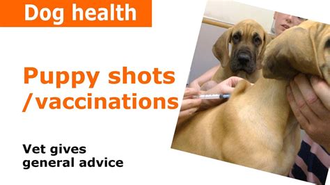 Puppy Vaccinations Injections And Shots Vet Advice Youtube