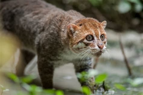 Así Es El Gato De Cabeza Plana El Felino Más Escaso Y Raro De Todo