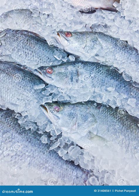 Fresh Fish On Ice Stock Image Image Of Bass Culinary 31408561