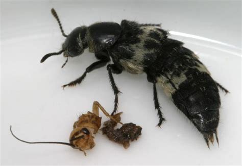 Hairy Rove Beetle The Backyard Arthropod Project