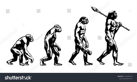 Theory Of Evolution Of Man Human Development From Monkey To Caveman