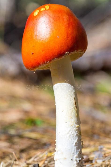 Autumn Photography Mushrooms Latin Fungi Or Mycota Is A Realm Of