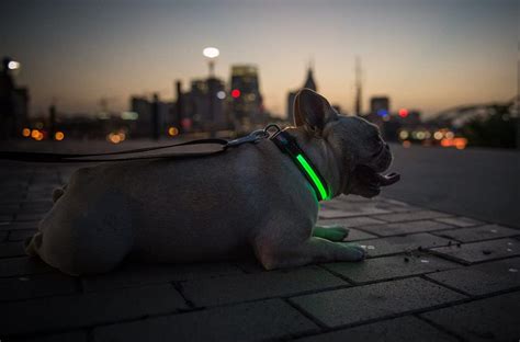 Best Glow In The Dark Dog Collar 2022 Top Rechargeable Led Dogs Collar