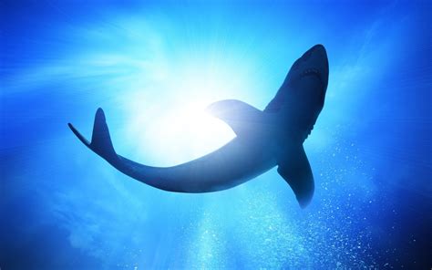 Shark Full Hd Wallpaper And Background Image 2560x1600 Id342087