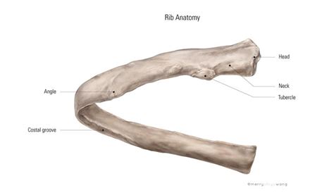 They also have a role in. rib anatomy | production > illustrations > rib anatomy (With images) | Costal, Illustration, Anatomy