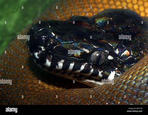 Dalberts Water Python White Lipped Python Dalbertis Python