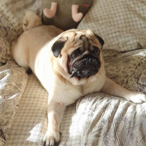 14 Reasons Why Pugs Are The Best Dogs Ever Pet Reader