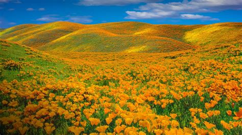 Nature Sky Landscape Usa Hills Antelope Valley Plants Flowers
