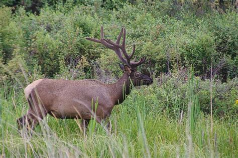 Rocky Mountain Elk Stock Photo Image Of Bull River 137061844
