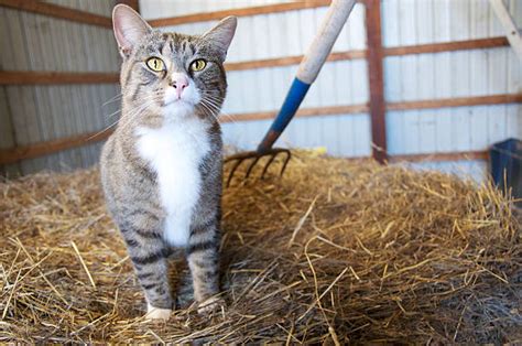 18700 Farm Cat Stock Photos Pictures And Royalty Free Images Istock