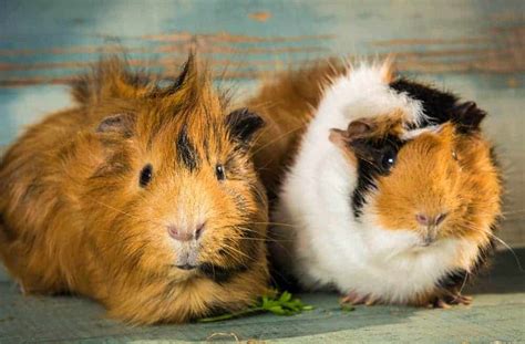 12 Fun Facts About Gorgeous Guinea Pigs Burgess Pet Care