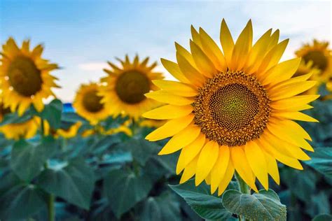 Are Sunflowers A Fall Flower