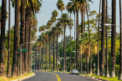 Road Palm Trees Beverly Hills Ca California Jake Rajs Image Archive