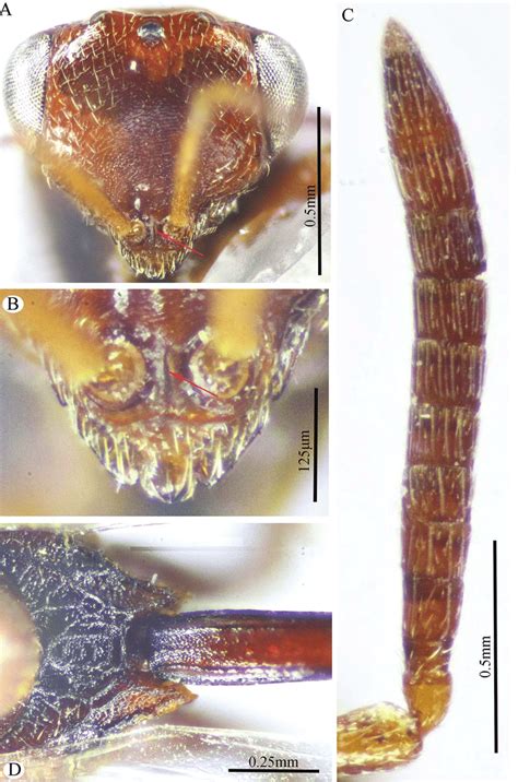 Epitranus Clavatus Fabricius Female A Head Frontal View B Lower