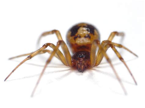 Female Triangulate Cobweb Spider Steatoda Triangulosa Flickr
