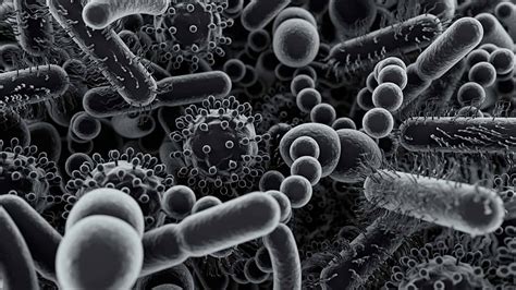 Researchers Link Decreased Gut Microbiome To Everyday Chemicals