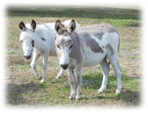 Spotted Donkeys At Little Long Ears Farm