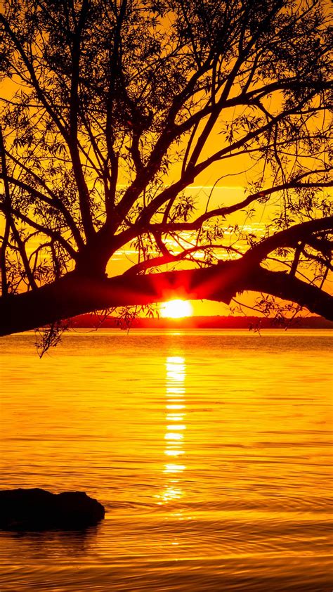 Tree In The Middle Of Lake In Sunset Background 4k Hd Nature Wallpapers