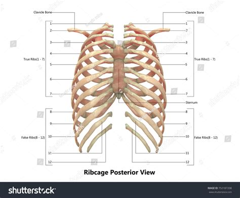 Rib Anatomy Posterior View