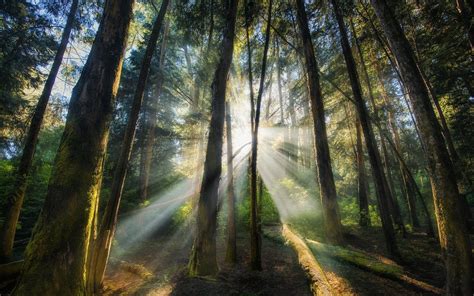 Landscape Nature Sun Rays Forest Sunrise Trees Mist Shrubs