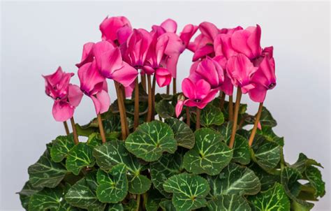 Cyclamen Plant How To Grow And Care For Cyclamen Plants