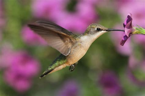 Plants That Attract Hummingbirds To The Garden New England Today
