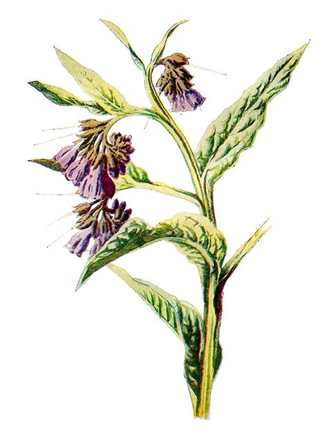 Antique Images: Wildflower Artwork Free Illustrations Digital Flower ...