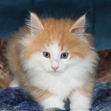 Norwegian Forest Cat Cats For Sale Oklahoma City Ok 186676