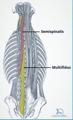 The following diagram shows all the major back muscles. Back Muscle Anatomy Pictures Back Muscle Anatomy Images Anatomy Human Body - Human Anatomy ...