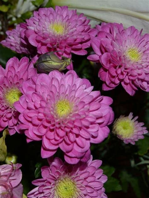 We are family owned and operated. Photo taken by Tammy Kilian. | Plants, Flowers, Garden