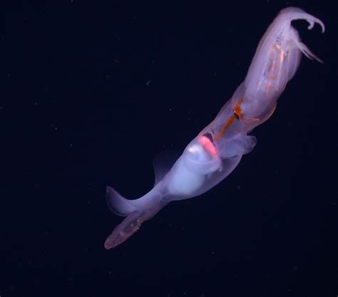 Deep Sea Squids Tentacles Help Animal Attract Prey New