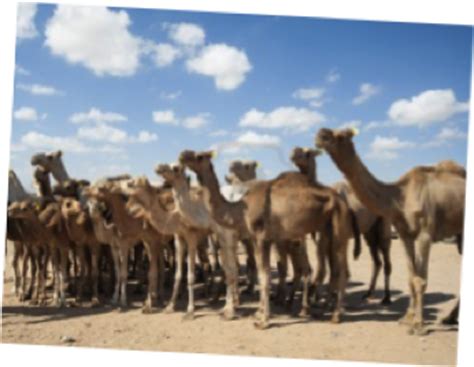 How fast can camels run? Dromedary Camel Facts | Hedrick's 'Around The World In One ...