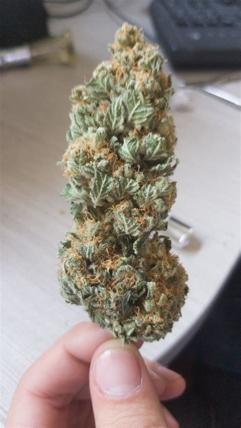 Beautiful Homegrown 75g Nug From Israel Trees