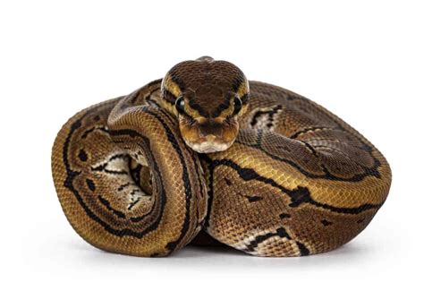 Pinstripe Ball Python Morph Guide Caring Breeding And Pics