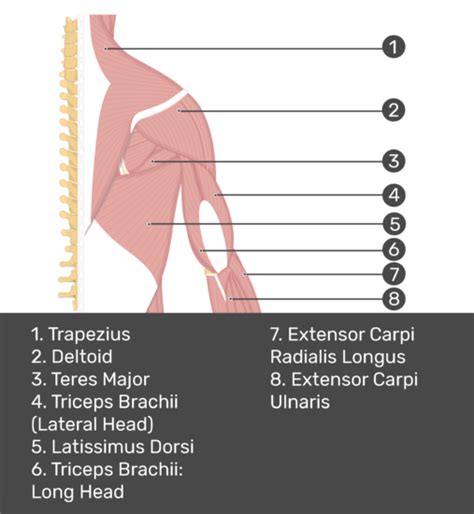 Supraspinatus Muscle Attachments Actions Innervation Getbodysmart