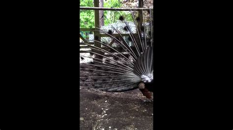 Super Strange Peacock Mating Sound Youtube