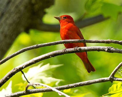 250 Summer Tanager Photos Stock Photos Pictures And Royalty Free Images