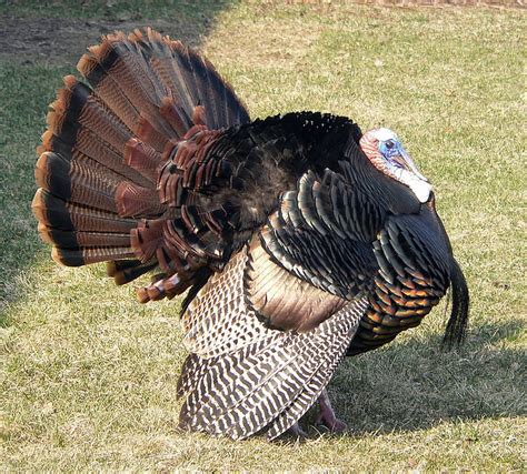 Hd Wallpaper Holiday Thanksgiving Turkey Animal Themes Bird