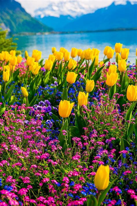 Tulips Of Switzerland Spring Time Flowers With The Swiss Alps In The
