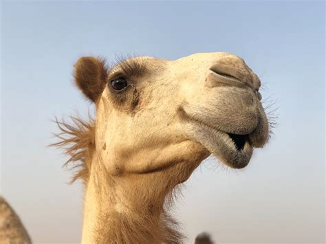 Free Stock Photo Of Arabian Camel Desert