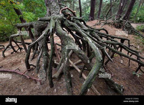 Exposed Roots Of Scots Pine Pinus Sylvestris Due To Soil Erosion In