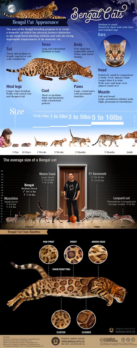 Bengal Cat Size Chart Novix Nick